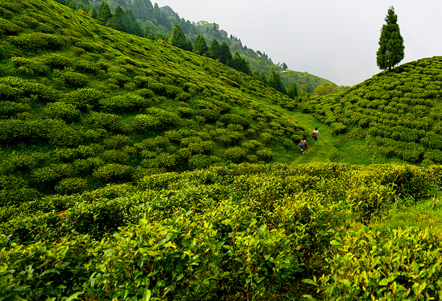 A Himalayan Tea Retreat
