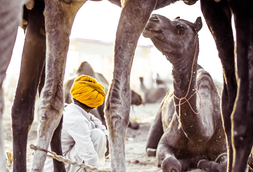 Deserts & Camel Safaris