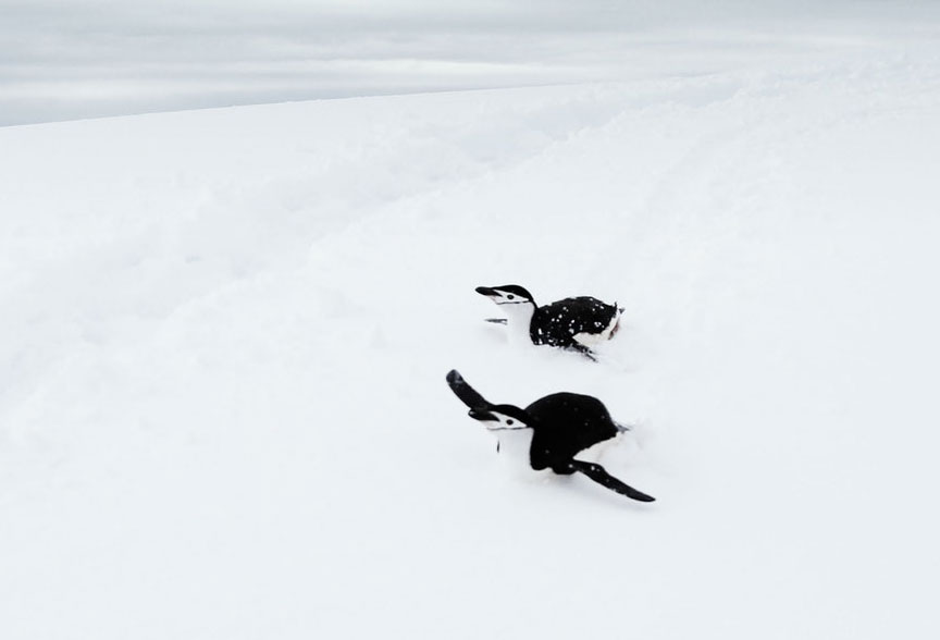 Discovering The Falkland Islands