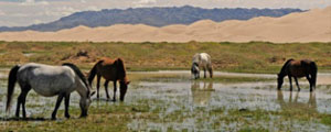 Natural & Cultural Splendours Of Mongolia