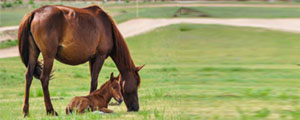 Natural & Cultural Splendours Of Mongolia