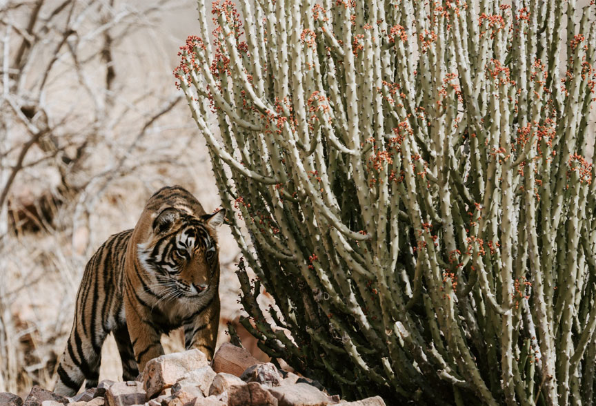 Natural  Cultural Splendors Of India