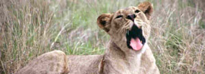 Wildlife Tour of South Africa