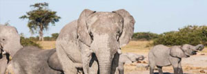 Wildlife Tour of South Africa