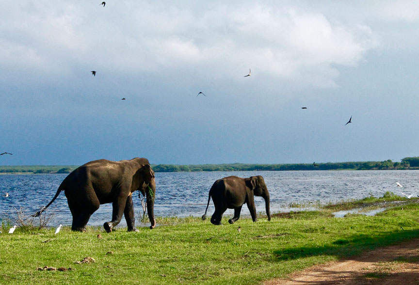 The Best of Sri Lanka