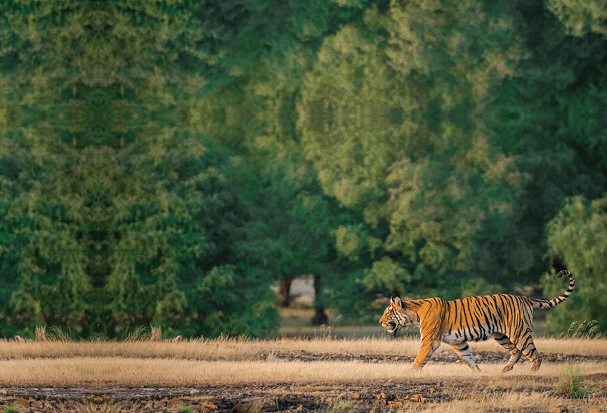 The Taj and Tigers of India