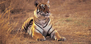 The Taj & Tigers of India