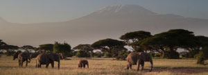 Wildlife Tour Of Kenya & Tanzania