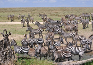 Wildlife Tour Of Kenya & Tanzania