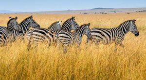 Wildlife Tour Of Kenya & Tanzania